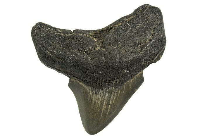 Serrated, Posterior Juvenile Megalodon Tooth - Georgia #329824